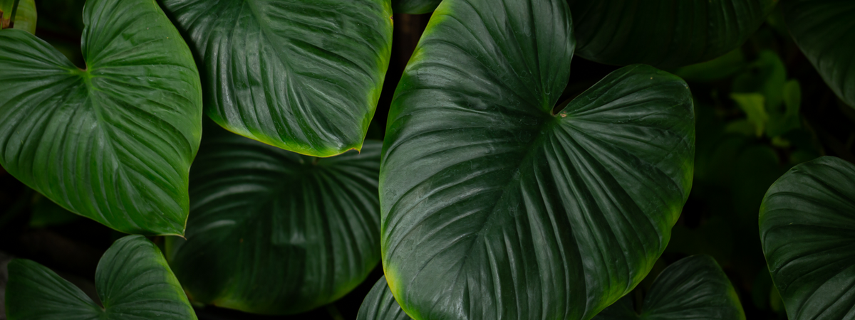 Bio-E Australia